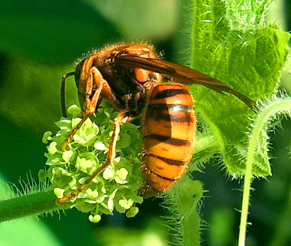 【季節の虫】夏は『蜂 ～ハチ～』にご注意を！